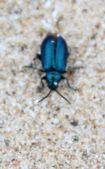 Gastrophysa cyanea