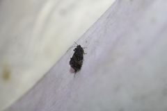 Gymnandrosoma punctidiscanum