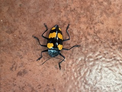 Scaphidomorphus bosci