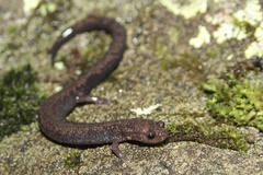 Plethodon richmondi