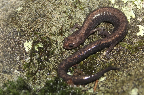Ravine Salamander