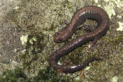 Plethodon richmondi