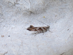 Aristotelia fungivorella