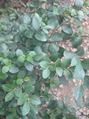 Nothofagus betuloides