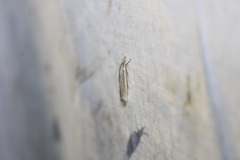 Crambus laqueatellus