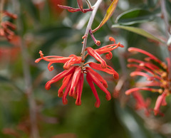 Grevillea parvula