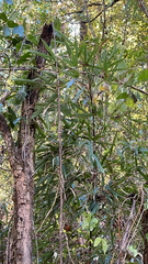 Bambusoideae
