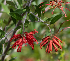 Grevillea parvula