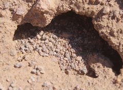 Veromessor pergandei