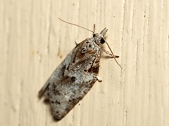 Isotenes miserana