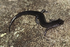 Plethodon montanus