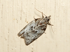 Isotenes miserana