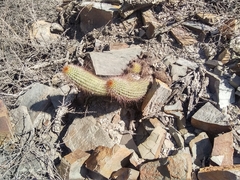 Trichocereus strigosus