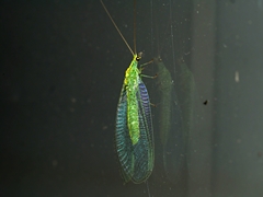 Apertochrysa edwardsi