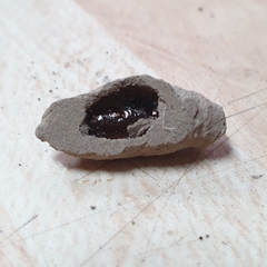 Sceliphron curvatum