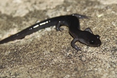 Plethodon montanus