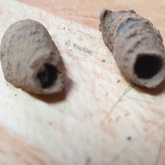 Sceliphron curvatum
