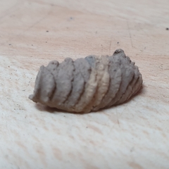 Sceliphron curvatum