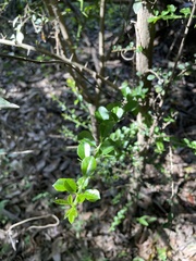 Maclura cochinchinensis