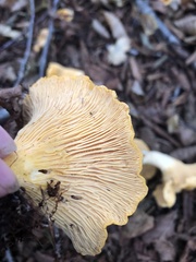 Cantharellus enelensis