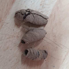 Sceliphron curvatum