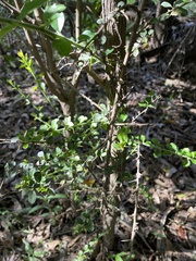 Maclura cochinchinensis