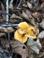 Cantharellus enelensis