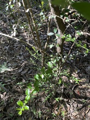 Maclura cochinchinensis