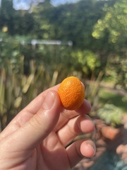 Citrus japonica