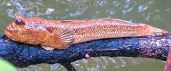Periophthalmodon schlosseri