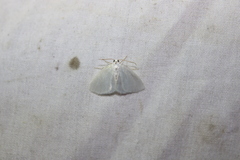 Lomographa vestaliata