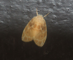 Schistophleps bipuncta