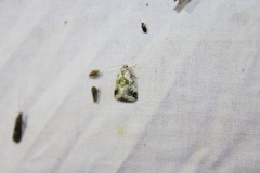 Maliattha synochitis