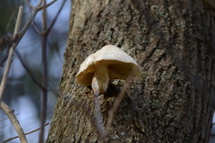 Hypsizygus