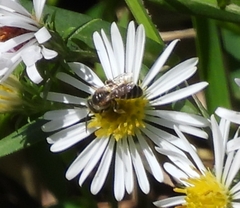 Halictus ligatus