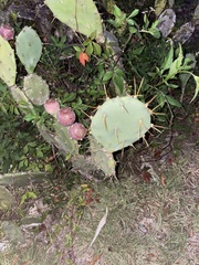 Opuntia tunoidea