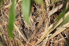 Lophognathus gilberti