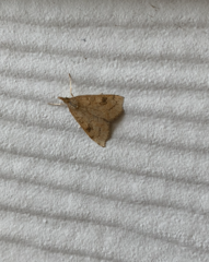Udea profundalis