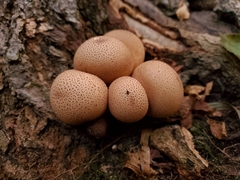 Apioperdon pyriforme