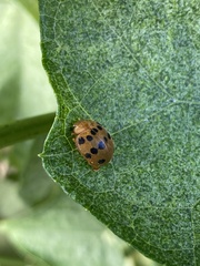 Epilachna tredecimnotata