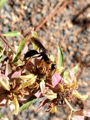 Sphex nudus