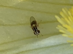 Thaumatomyia glabra