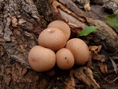 Apioperdon pyriforme