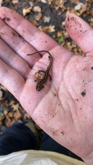 Eurycea guttolineata