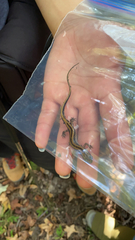 Eurycea guttolineata