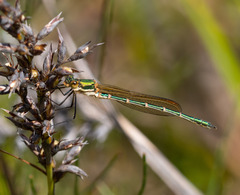 Austrolestes cingulatus