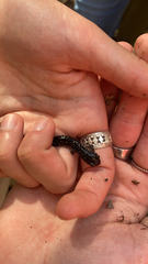 Plethodon mississippi