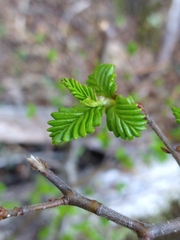 Nothofagus pumilio