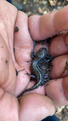 Ambystoma talpoideum