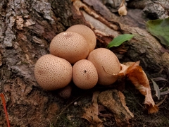 Apioperdon pyriforme